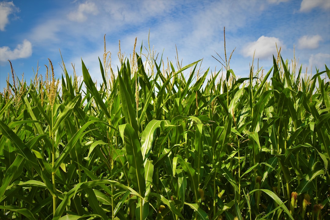 Photo Corn field